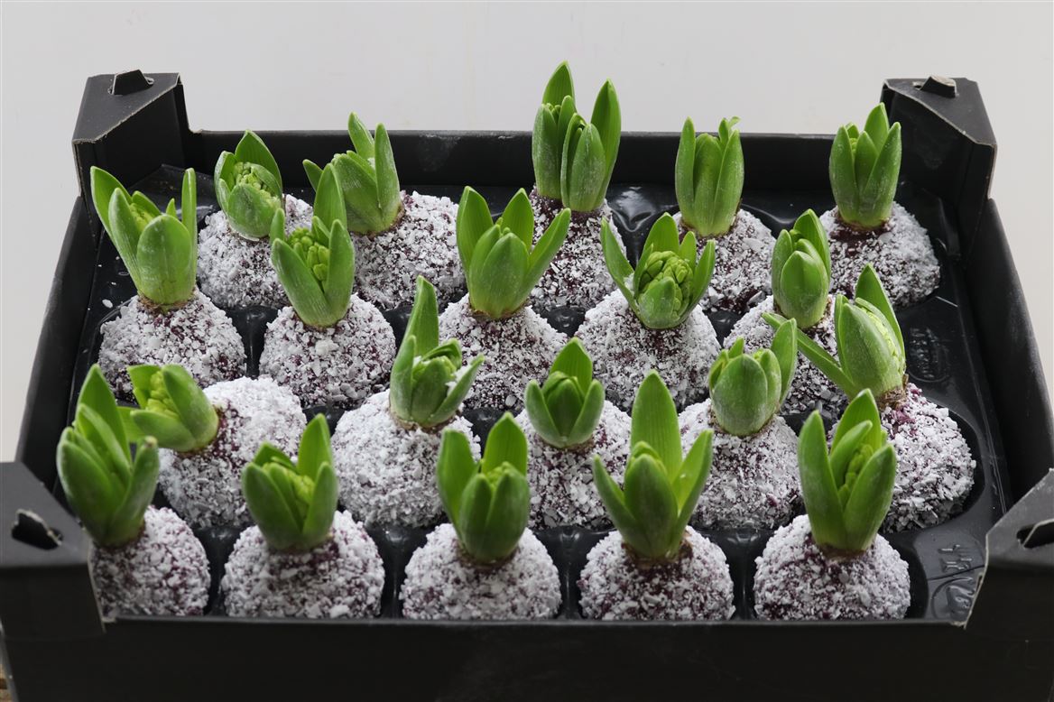 Wax-Hyacinth-Snow-Wijnrood