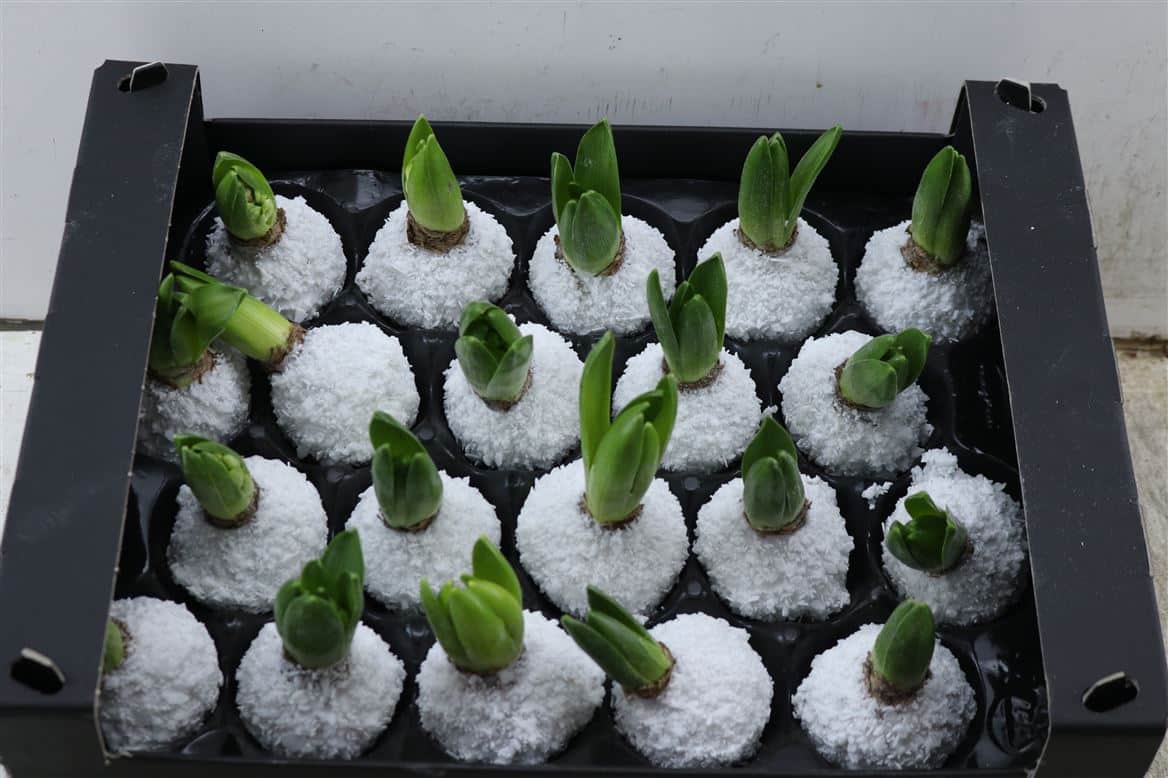 Wax-Hyacinth-Snow-Wit