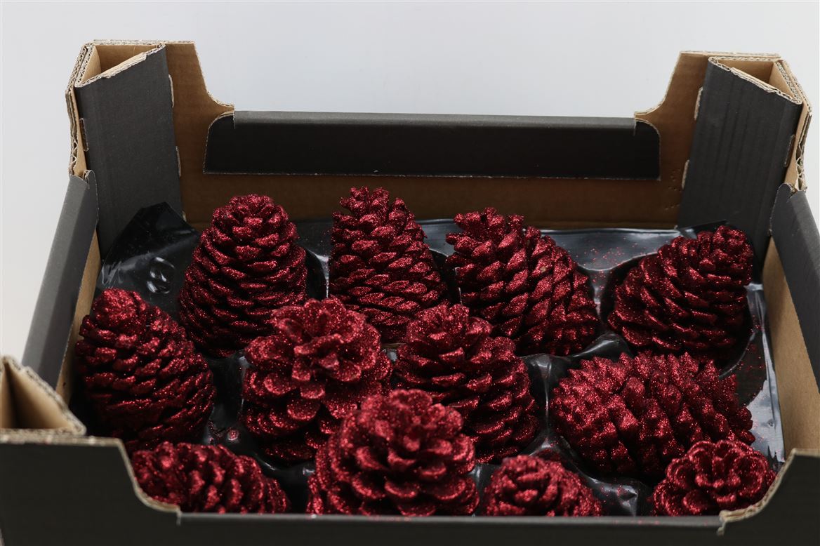 Wax-Maritima-Topline-Bordeaux