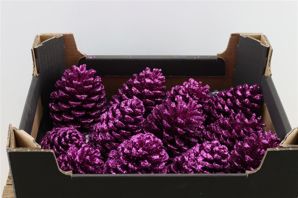 Wax-Maritima-Topline-Fuchsia