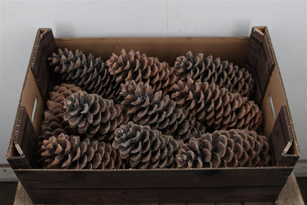 Wax-Sugar-Pine-Gl-Naturel