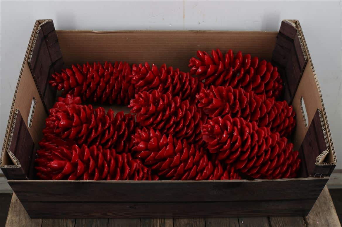 Wax-Sugar-Pine-Rood-Kerst