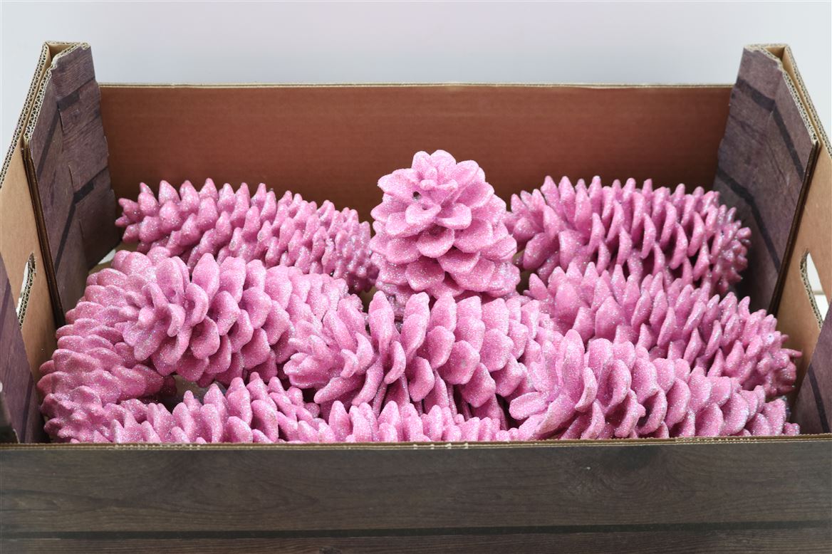 Wax-Sugar-Pine-Topline-Roze