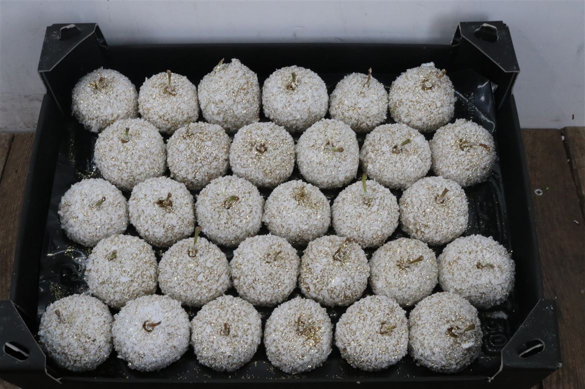 Waxappel-Snow-Topline-Goud