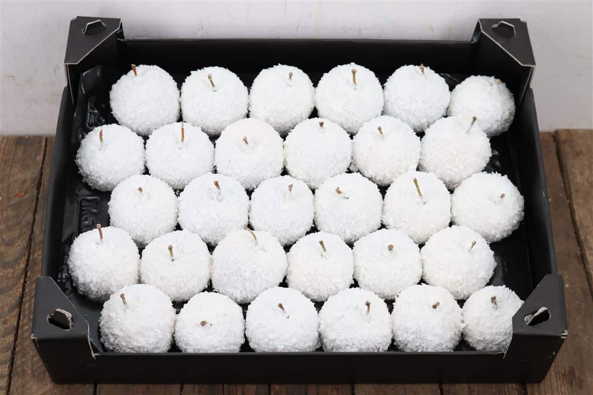 Waxappel-Snow-Wit