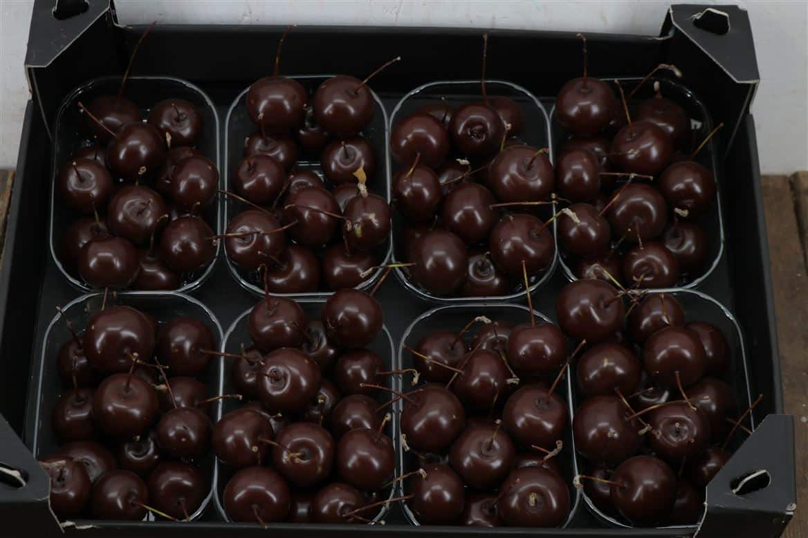 Waxmalus-Choco