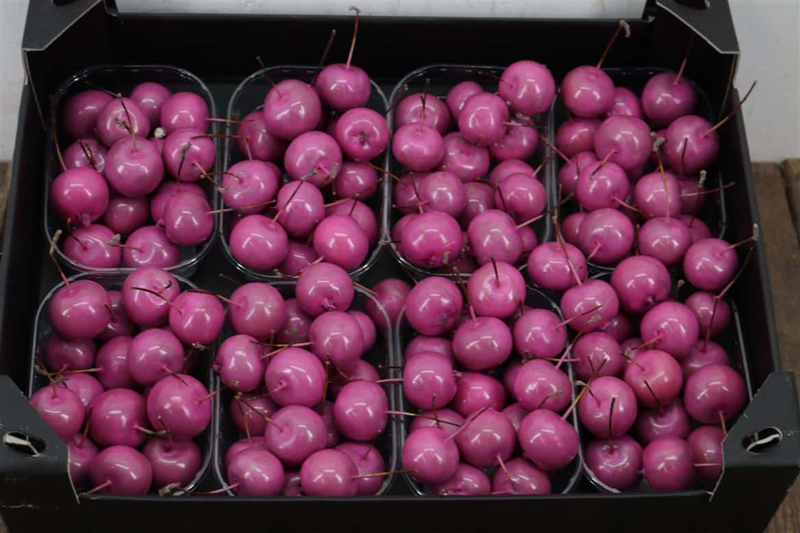 Waxmalus-Fuchsia