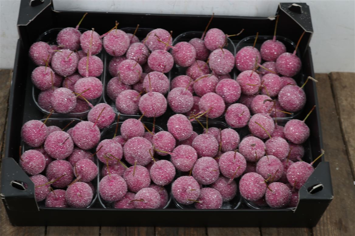 Waxmalus-Gl-Fuchia