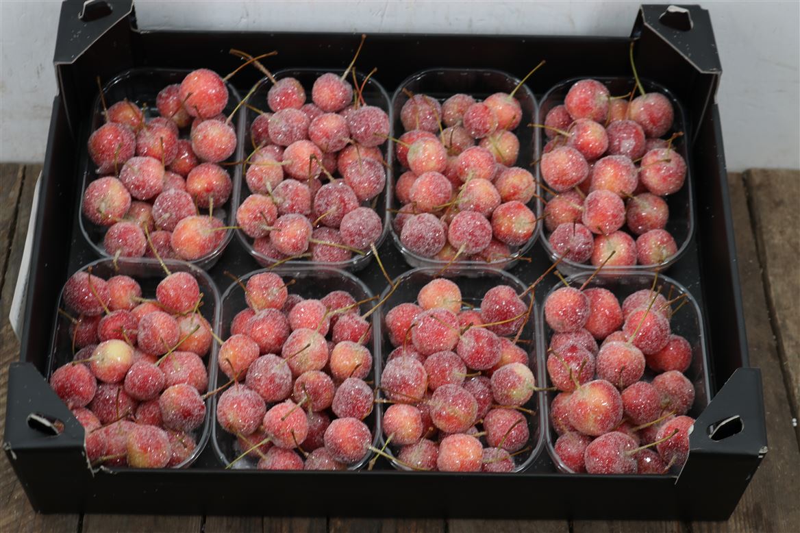 Waxmalus-Gl-Naturel