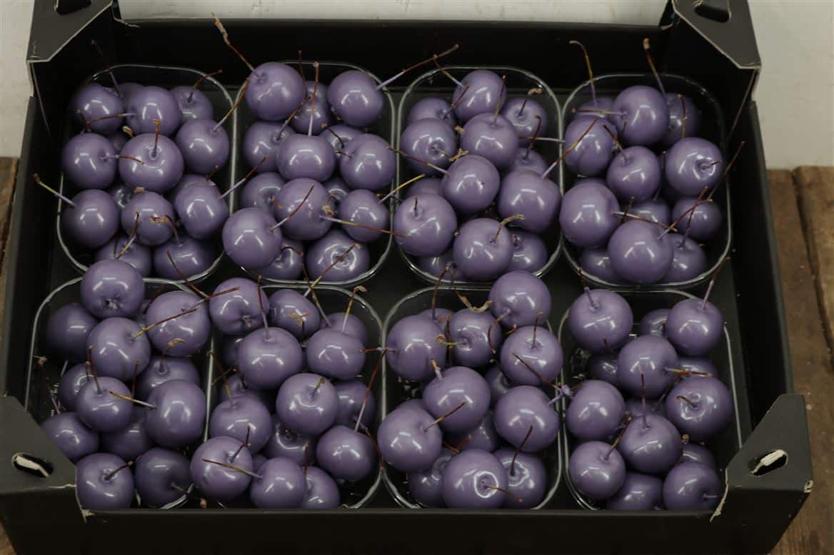 Waxmalus-Lavendel