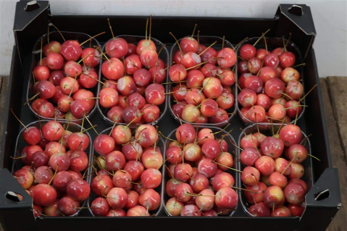 Waxmalus-Naturel