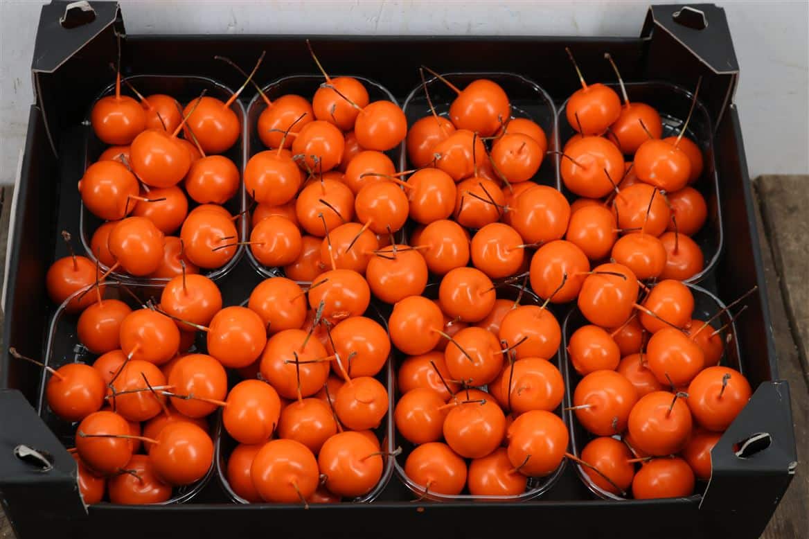 Waxmalus-Oranje