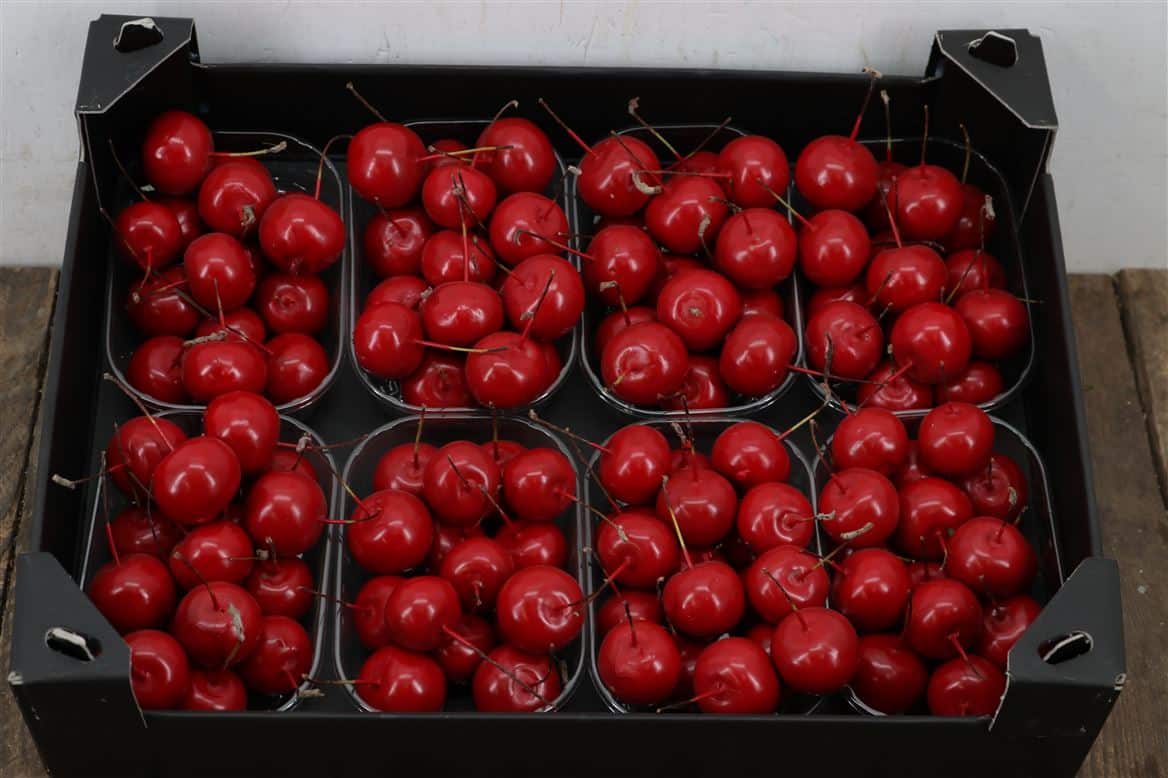 Waxmalus-Rood-Kerst