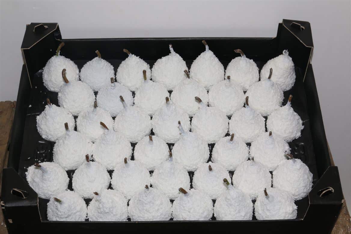 Waxpeer-Snow-Wit