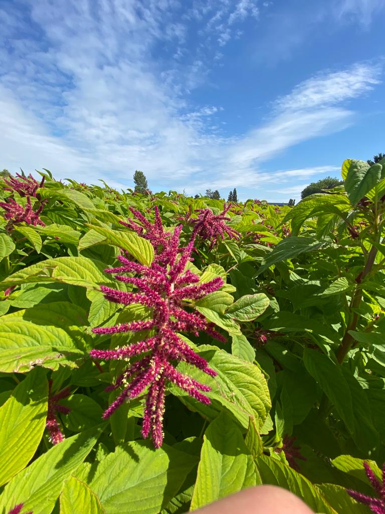 Amaranthus Greenflor