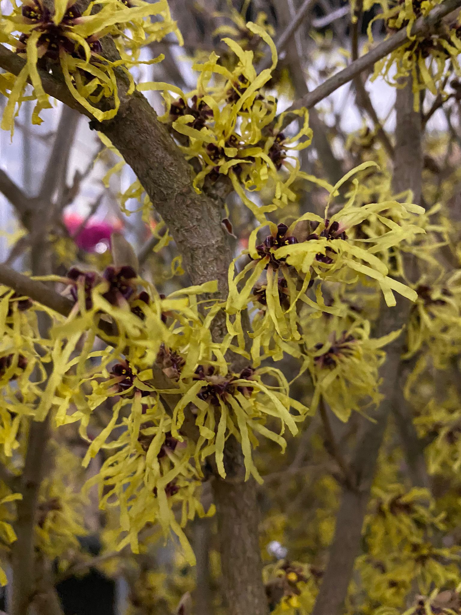 Hamamelis