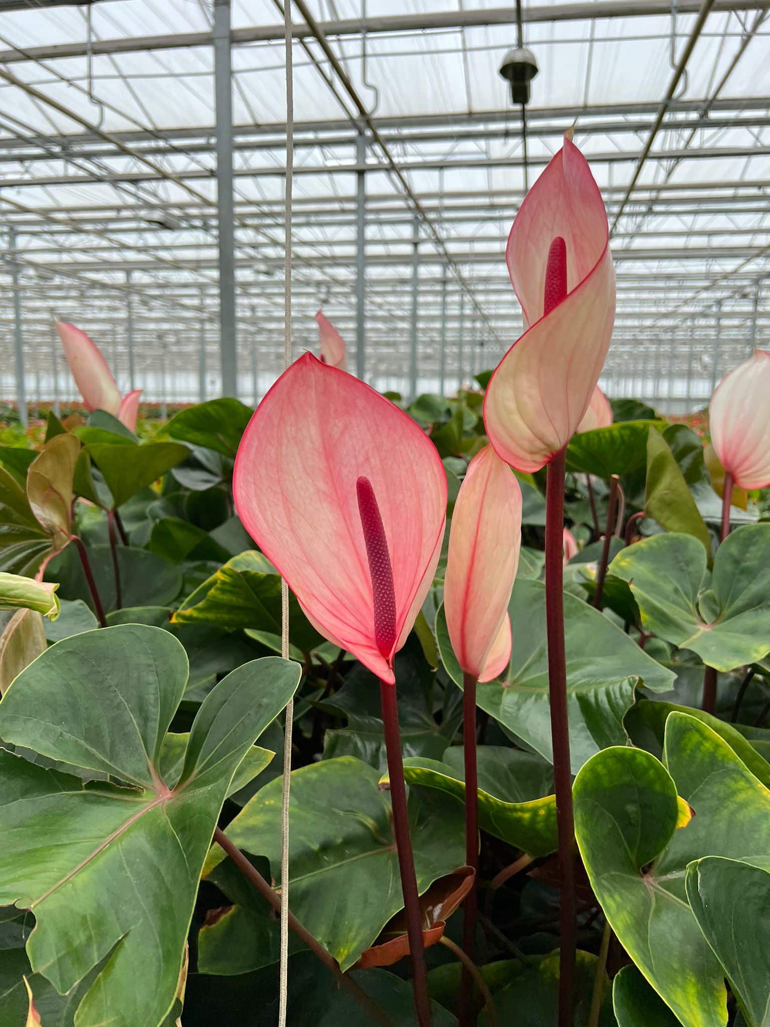 Anthuriums