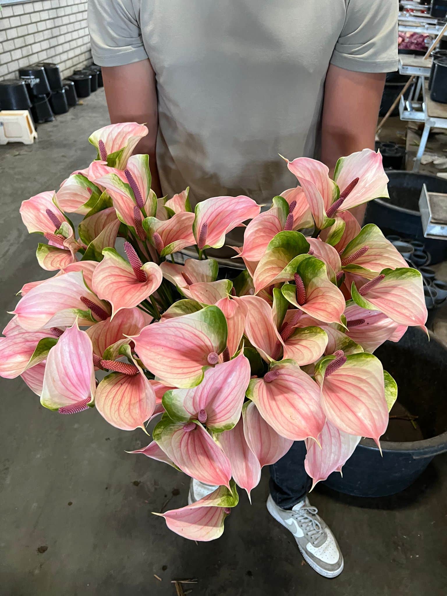 Anthuriums