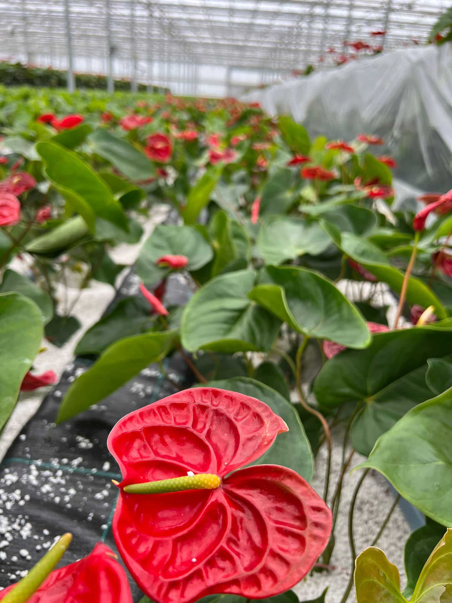 Anthuriums