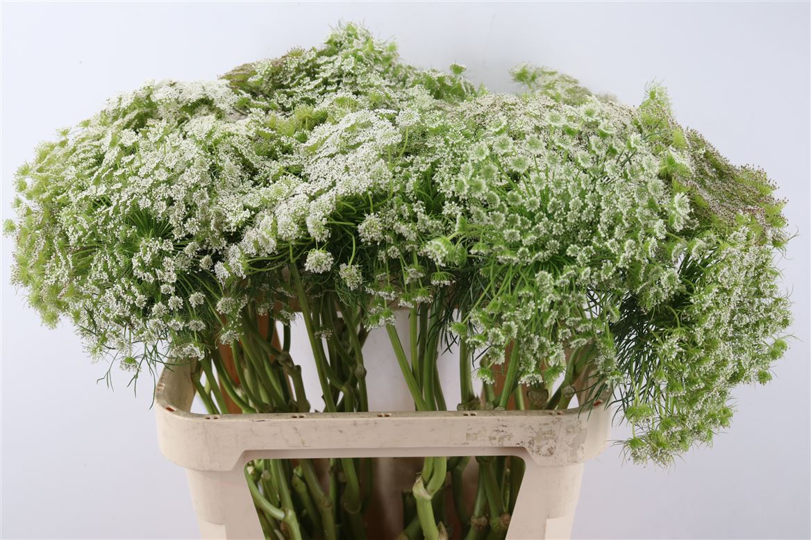 White-Dille-80cm-25st-Per-Tak