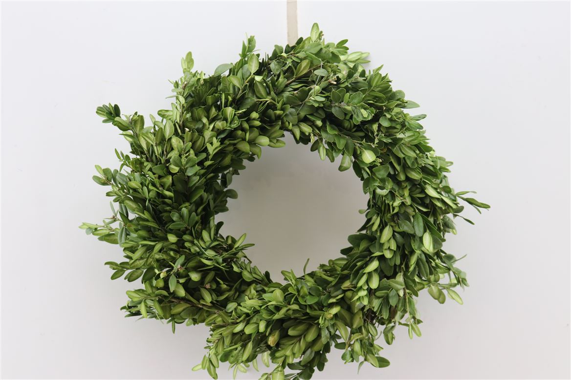 Wr-Buxus-30cm