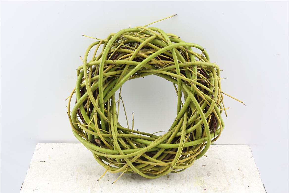 Wr-Cornus-Green-30cm