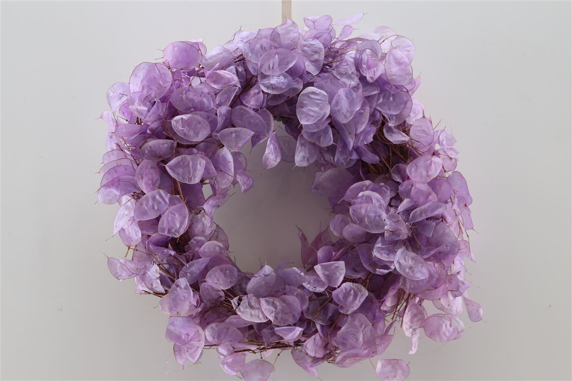 Wr-Dried-Lunaria-Milka-40cm