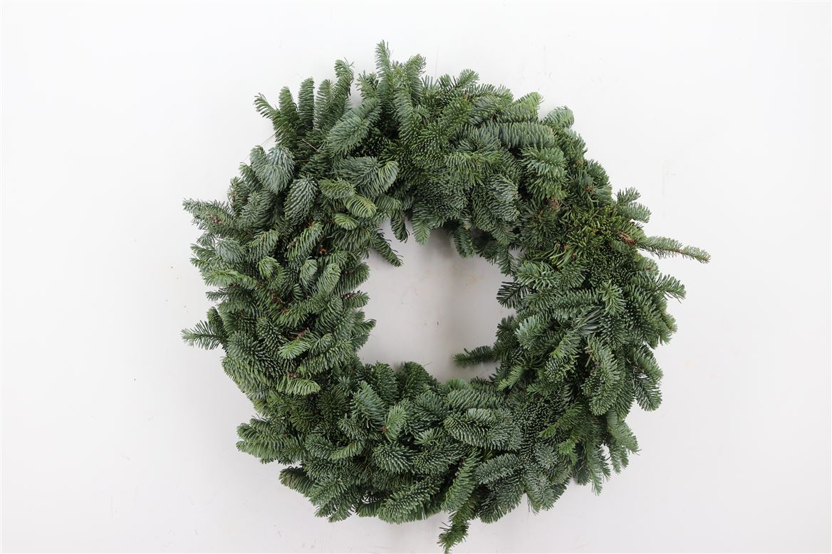 Wr-Nobilis-Half-50cm