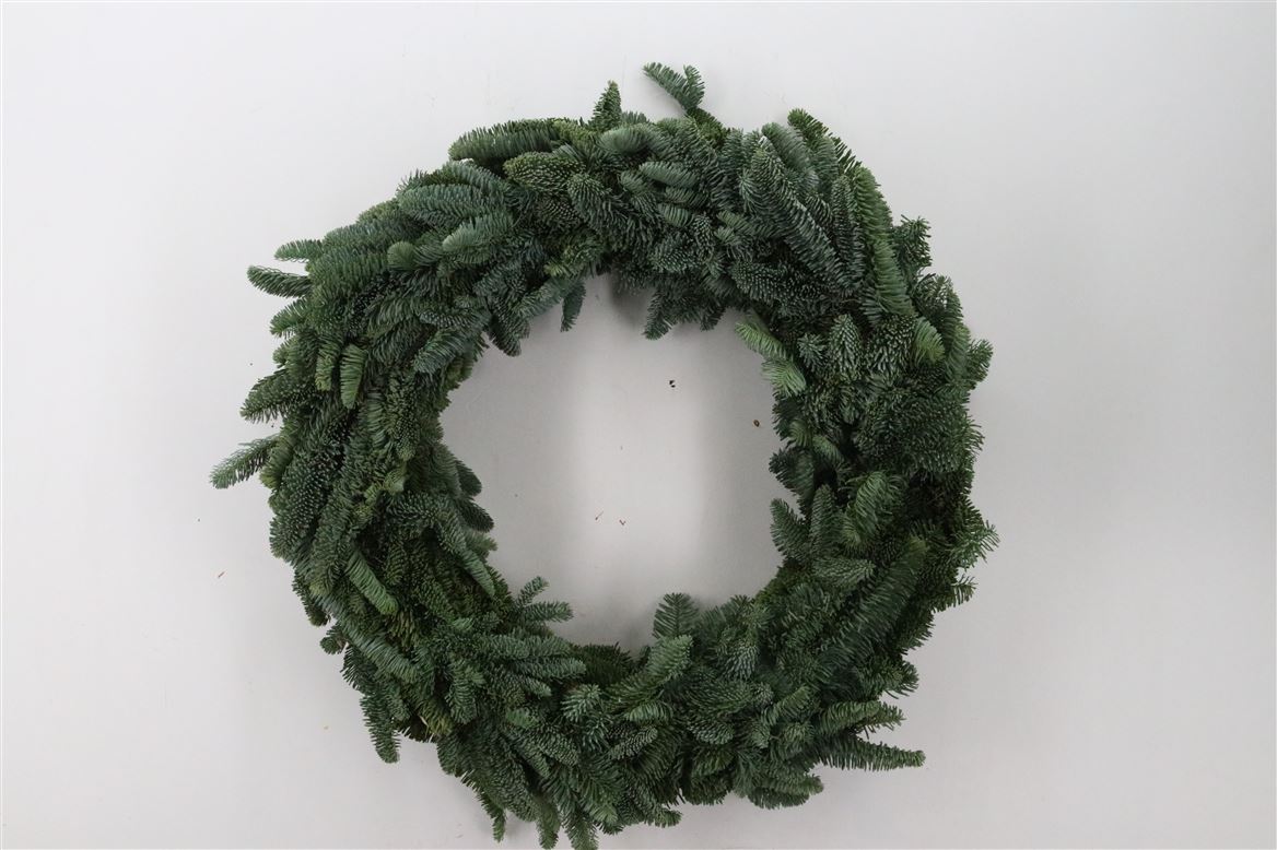 Wr-Nobilis-Half-60cm