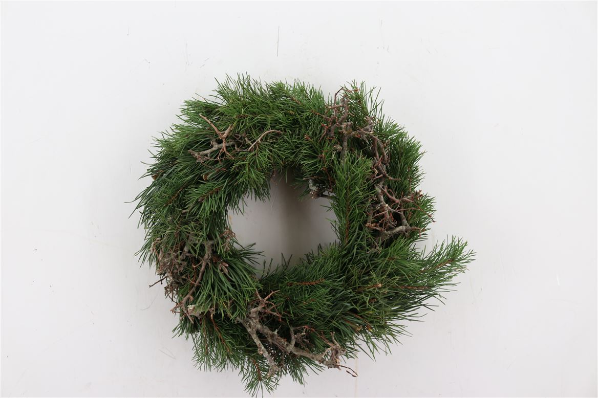 Wr-Pinus-Bonsai-35cm-Half-Round-X5