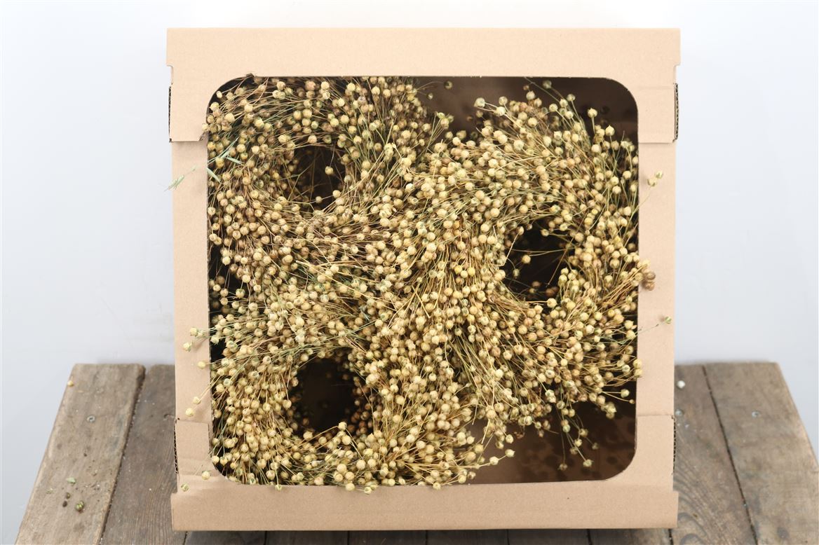 Wr-Vlas-20cm-Natural-X6pcs