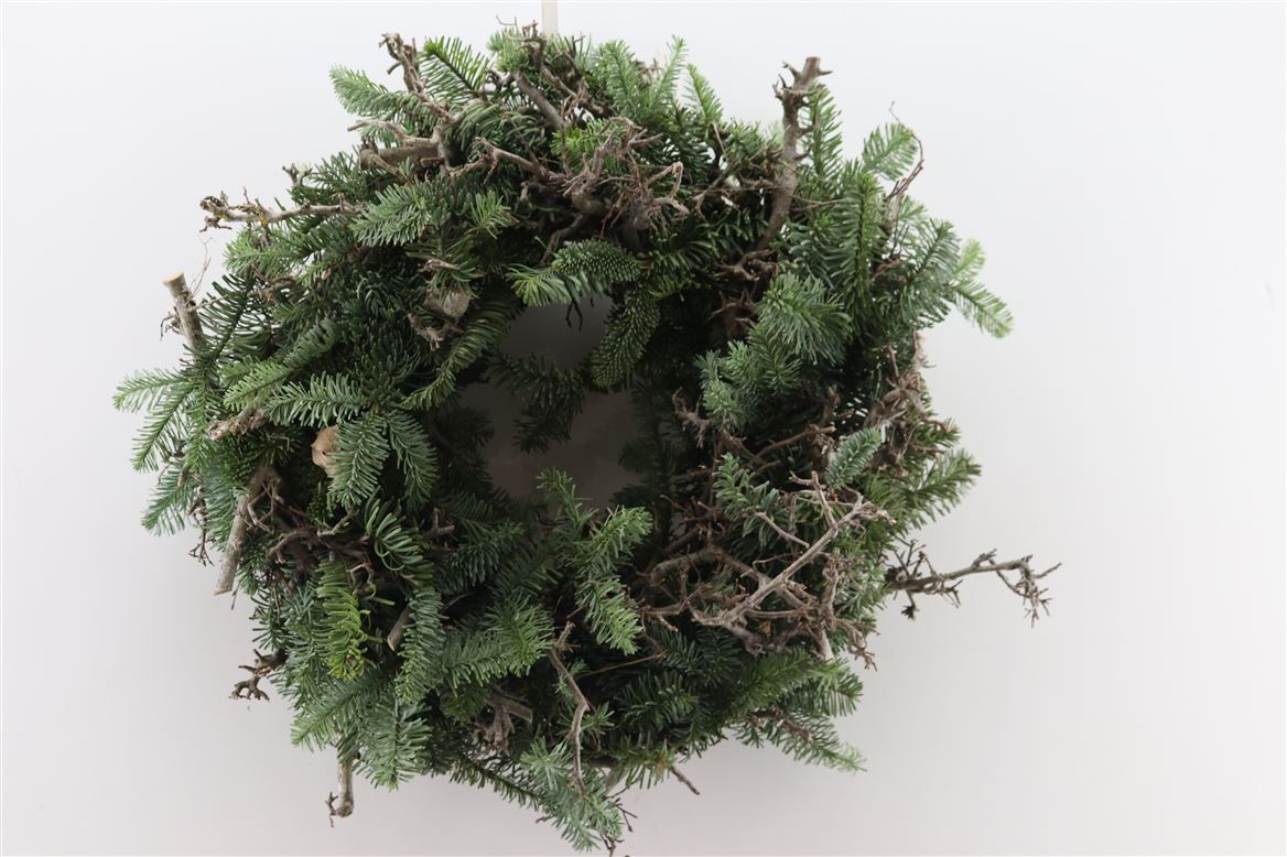 Wr.-Nobilis-Bonsai-45cm