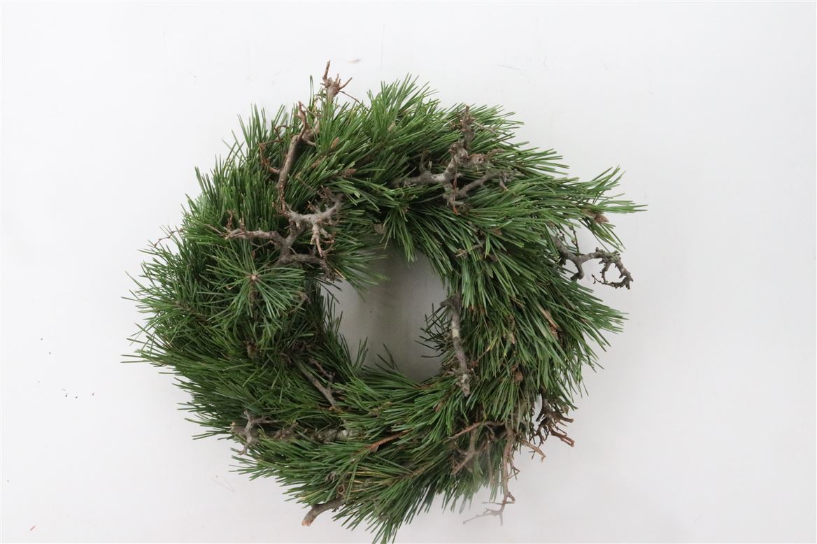 Wr.-Pinus-Bonsai-35cm-Half