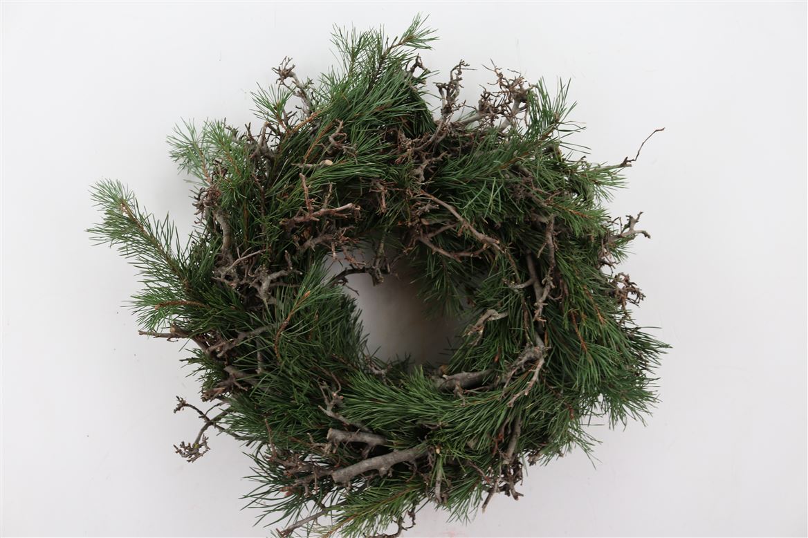 Wr.-Pinus-Bonsai-45cm-Half