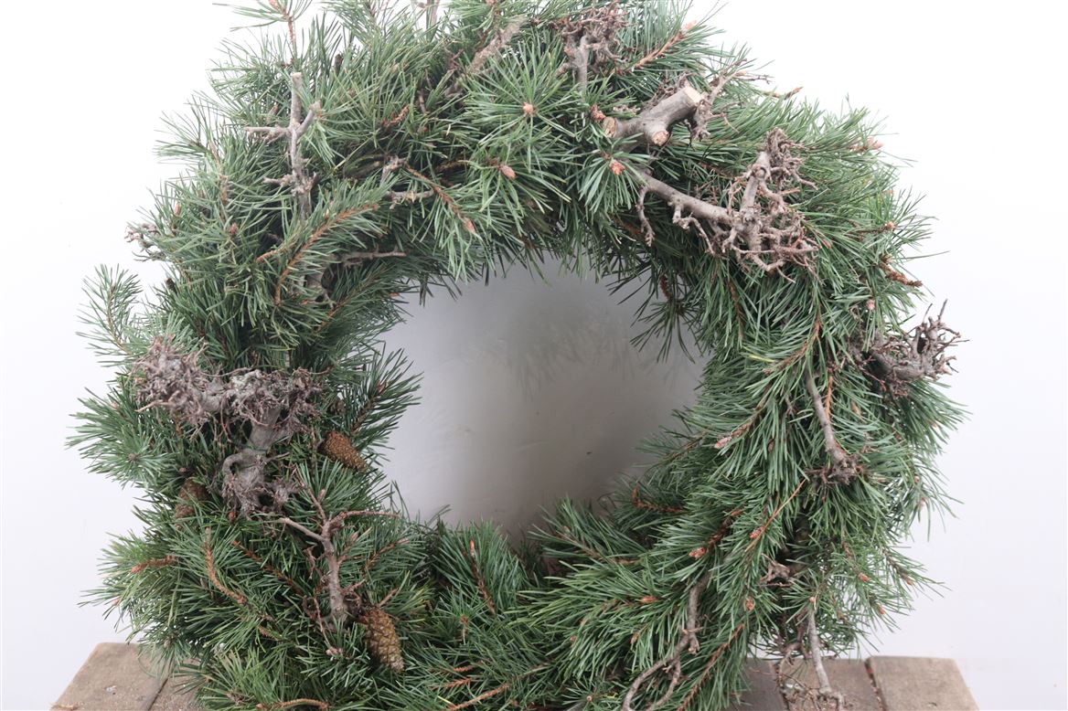 Wr.-Pinus-Bonsai-Round-50cm