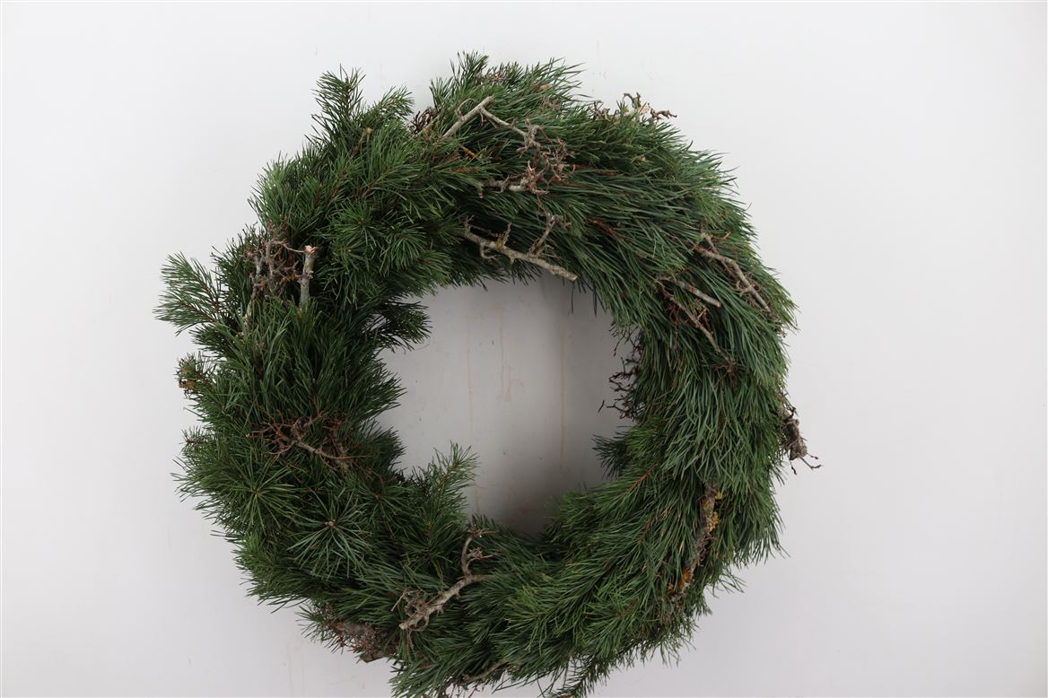 Wr.-Pinus-Bonsai-Round-60cm
