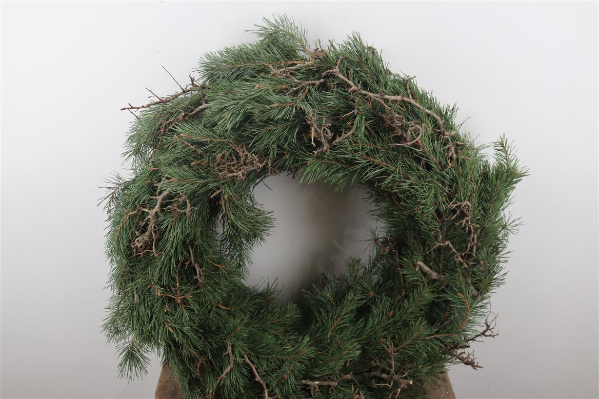 Wr.-Pinus-Bonsai-Round-80cm