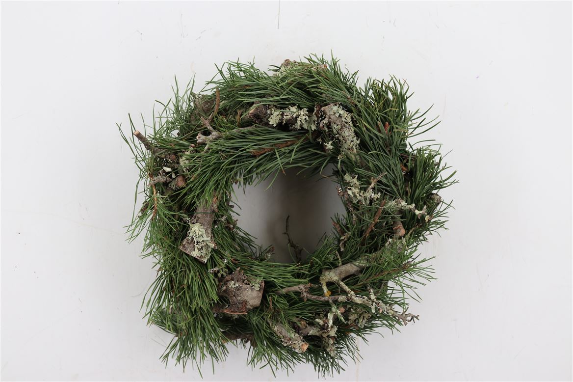 Wr.-Pinus-Larix-35cm