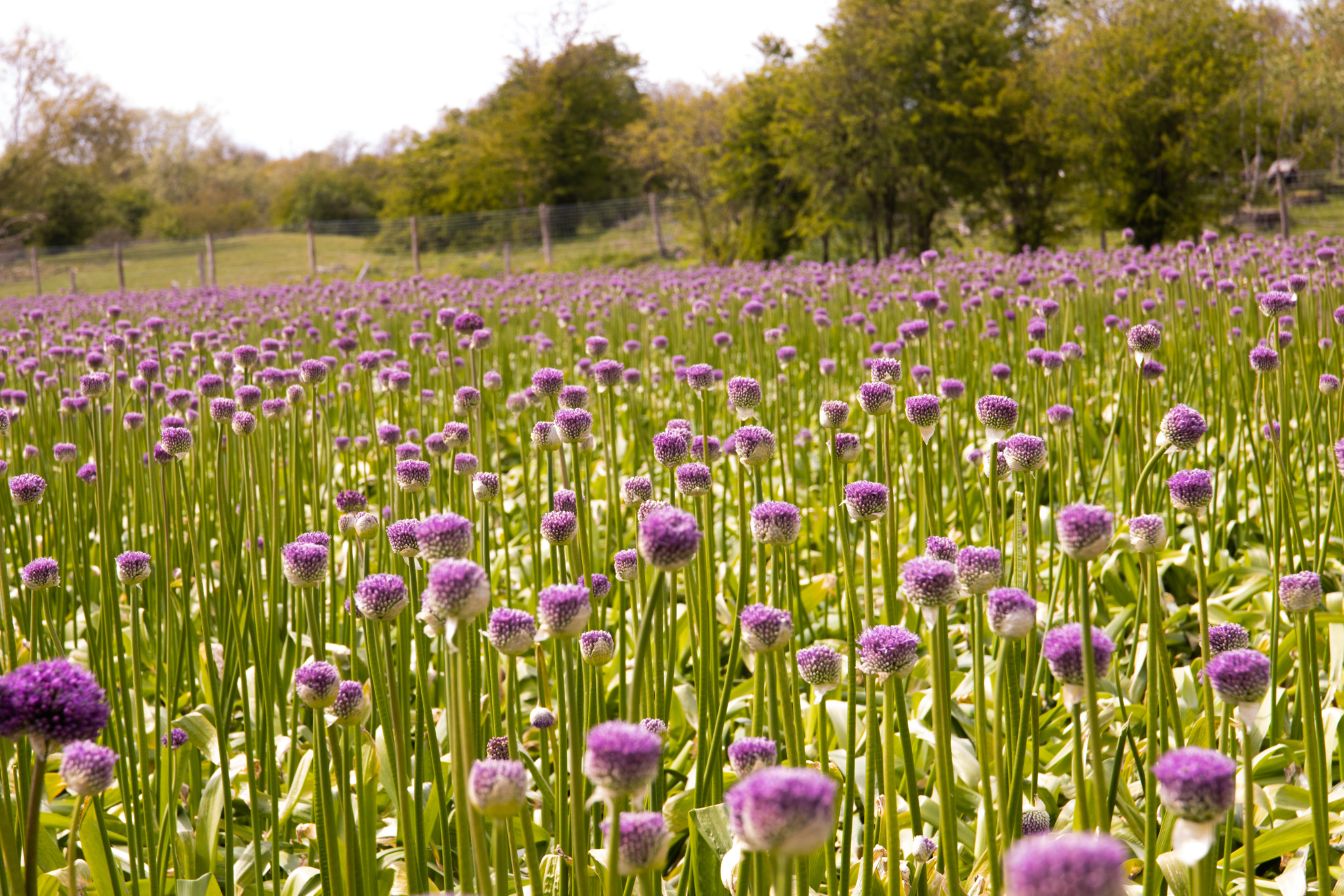 Purple perfection: a day among the Alliums