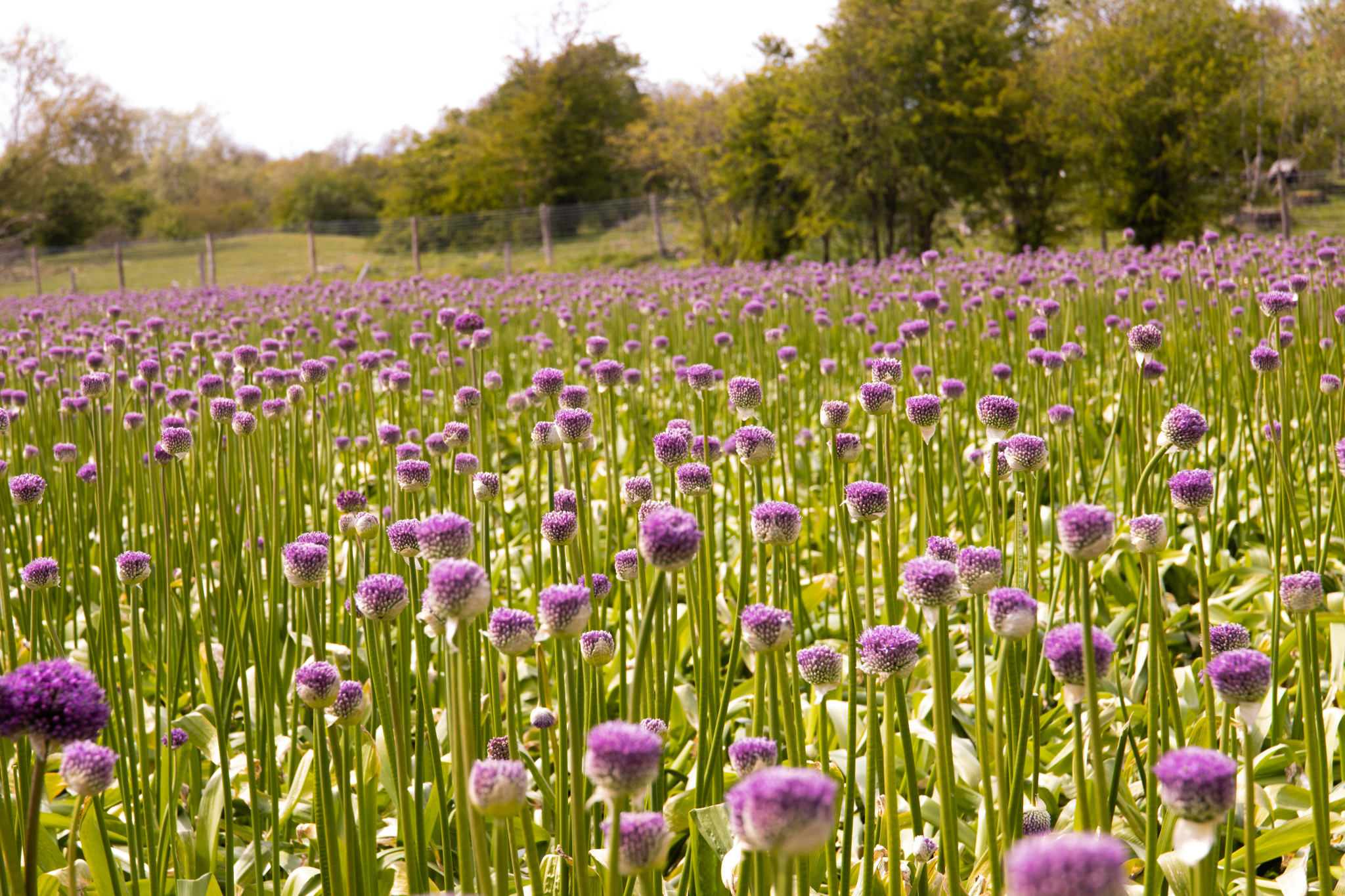 Lila Perfektion: ein Tag unter den Allium