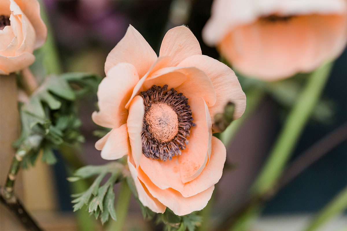 Anemonen (Anemone) groothandel - Greenflor