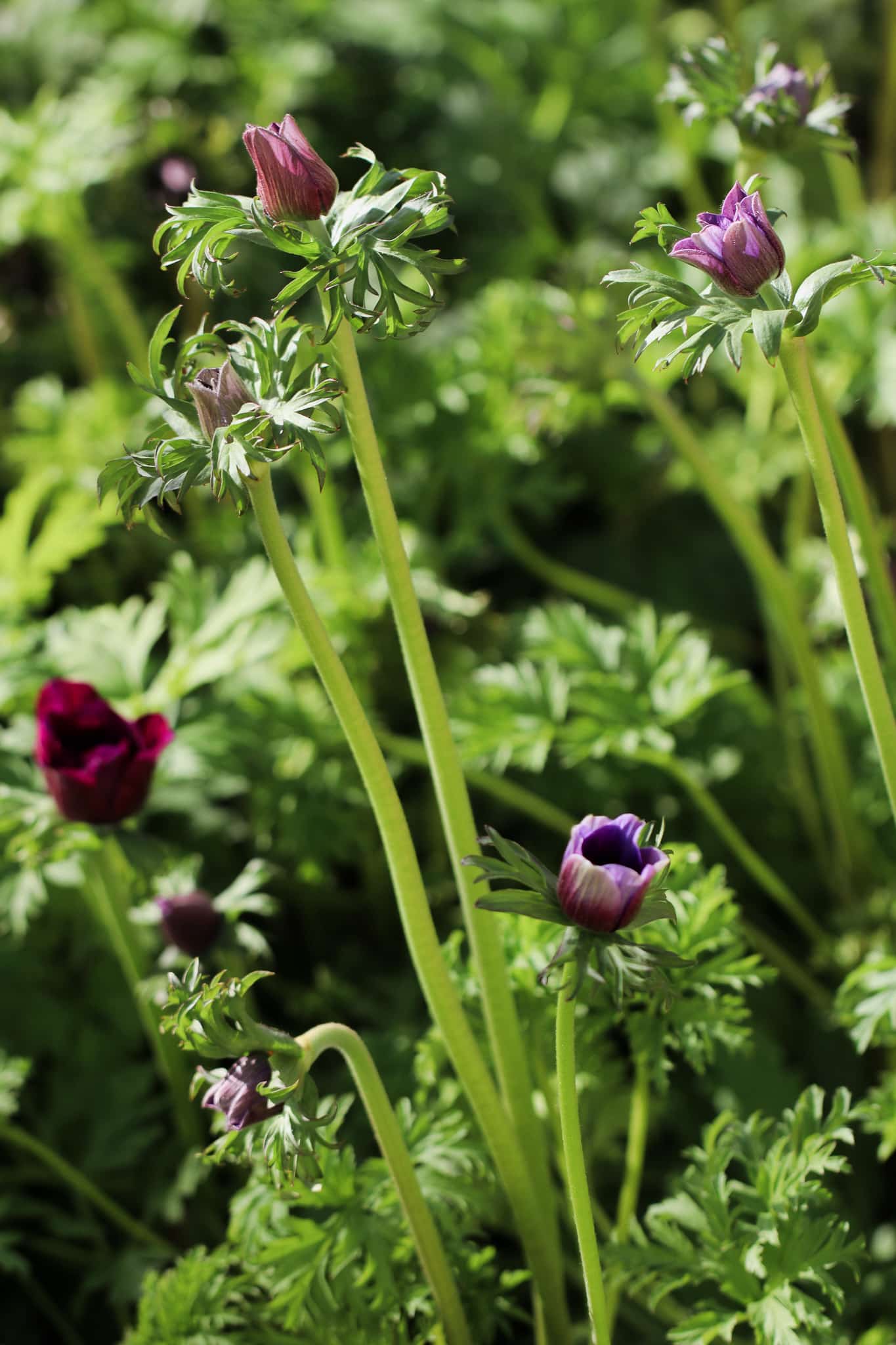 anemones from greenflor