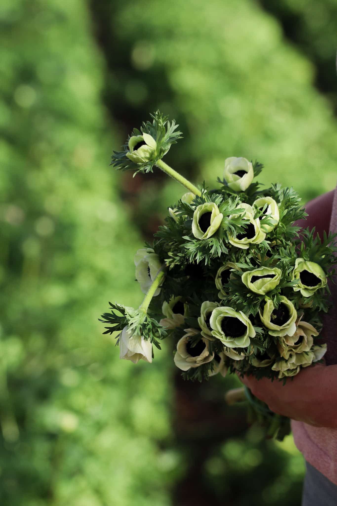 Anemonen von Greenflor