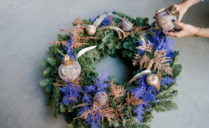 hyacinth wax bulbs 