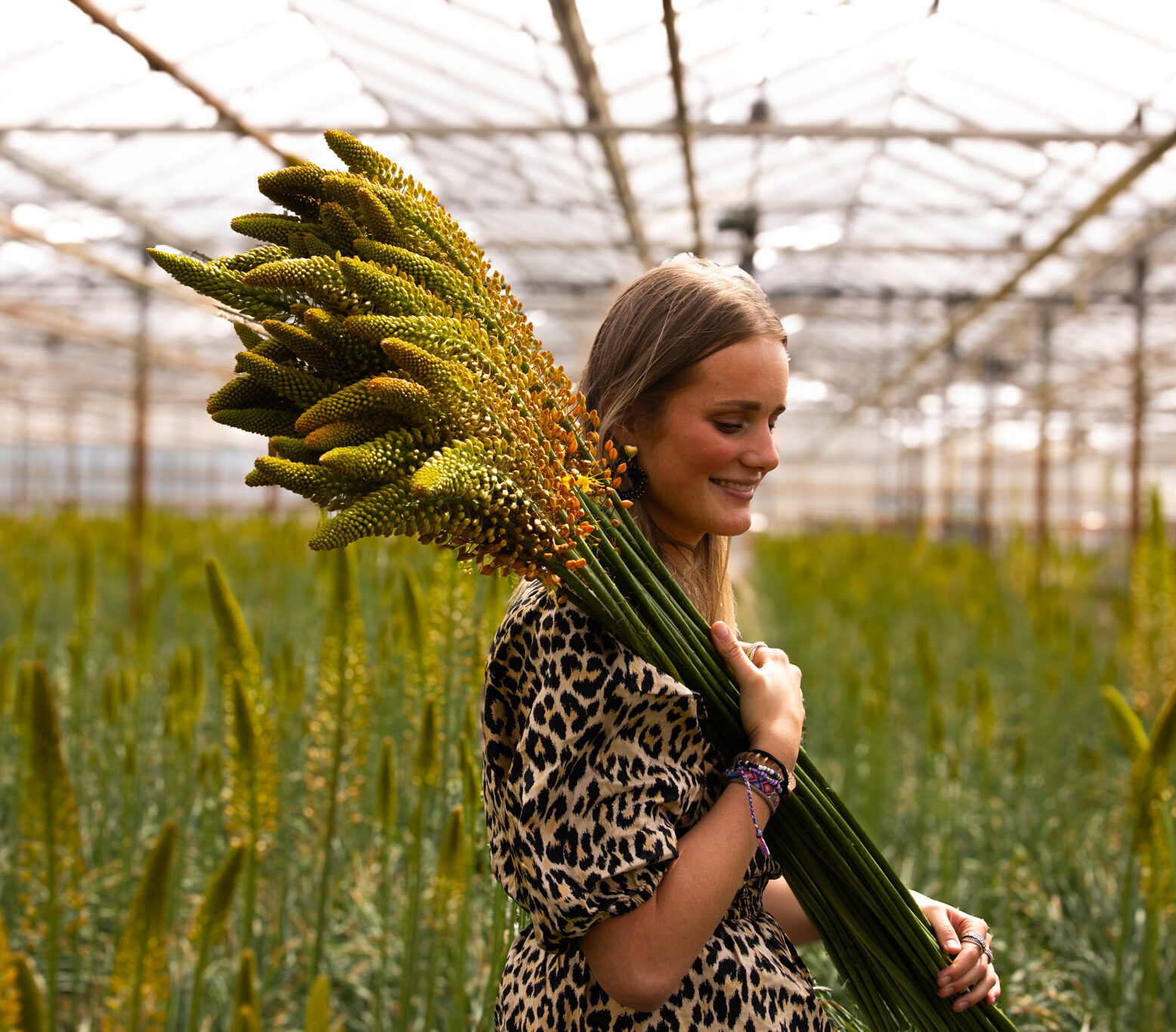 eremurus