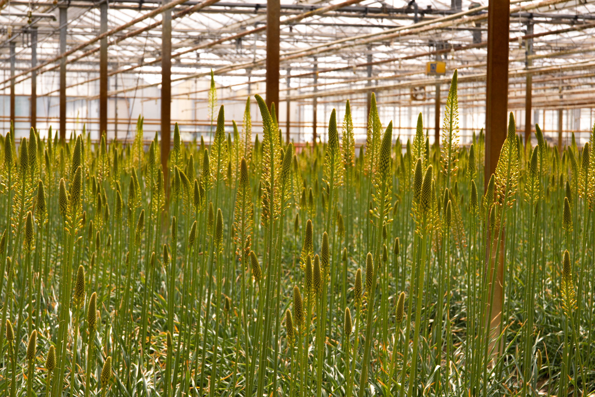 Eremurus: die vertikale Schönheit der Blumenwelt