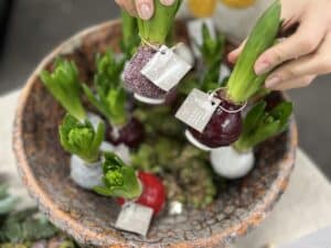Waterpin wax hyacinth