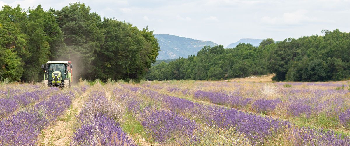 Franse lavendel