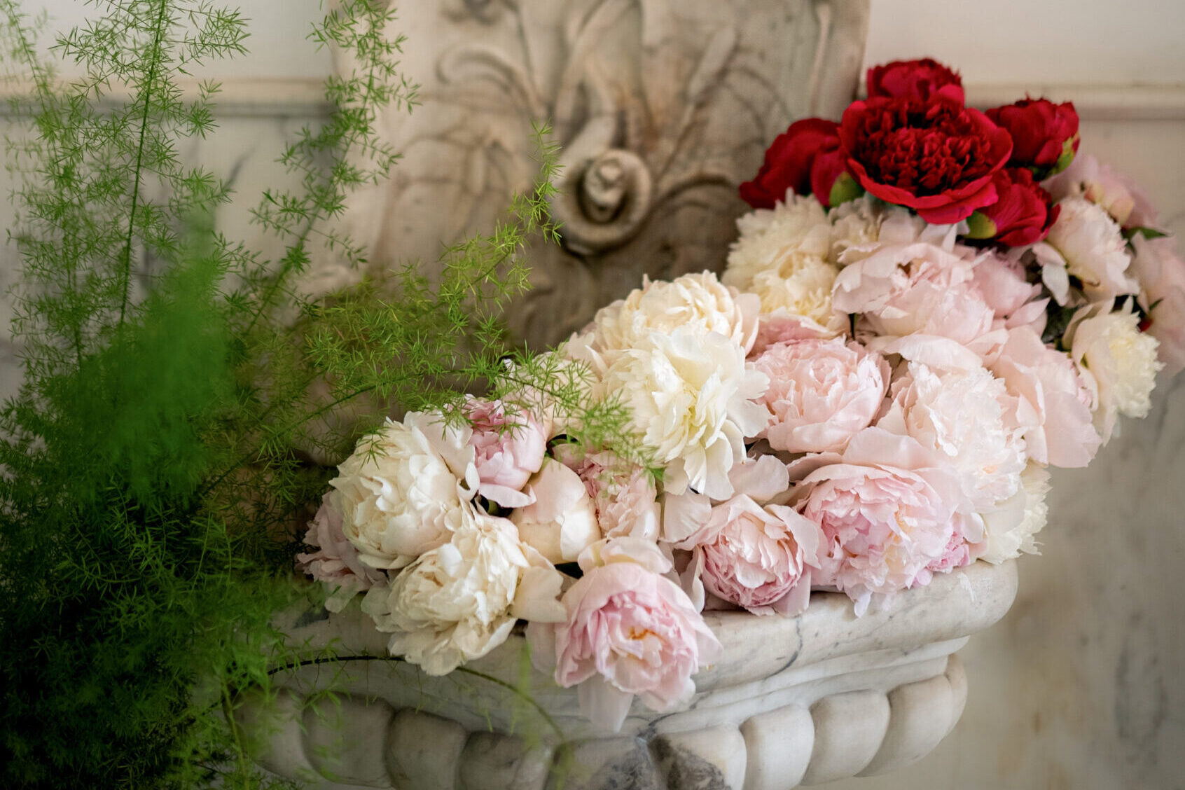 pioenroos, peony