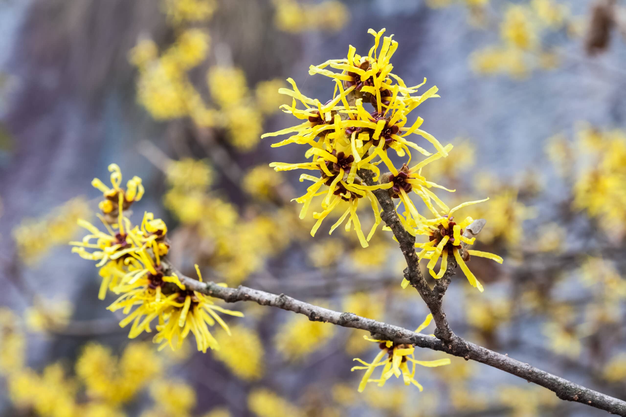 Hamamelis